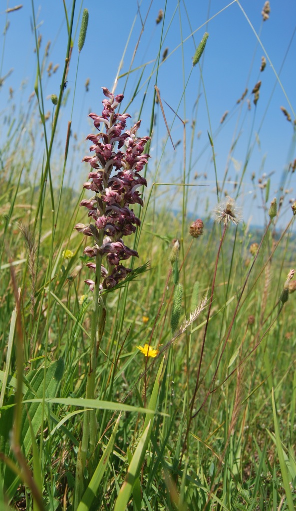 Anacamptis coriophora